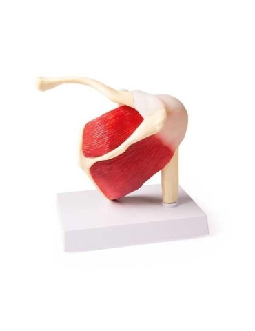 Articulation de l'épaule avec muscles | Kiné Stock 2