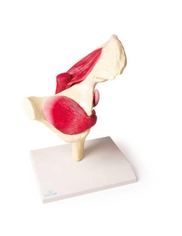 Articulation de la hanche avec muscles | Kiné Stock 2