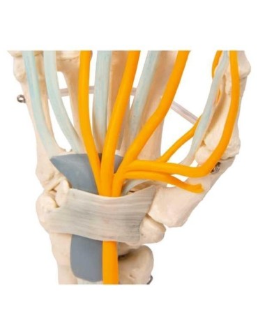 Articulation de la main avec tendons et nerfs | Kiné Stock 2